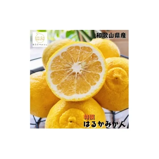 【特選】はるか 2kg ｜ 蜜柑 柑橘 果物 フルーツ くだもの 果実 国産 和歌山