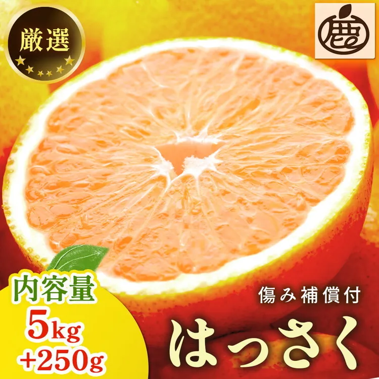 ＜1月より発送＞厳選 はっさく5kg+250g（傷み補償分）  ｜ 八朔みかん ハッサク ※北海道・沖縄・離島への配送不可 ※2026年1月上旬～3月下旬頃に順次発送予定 ◇