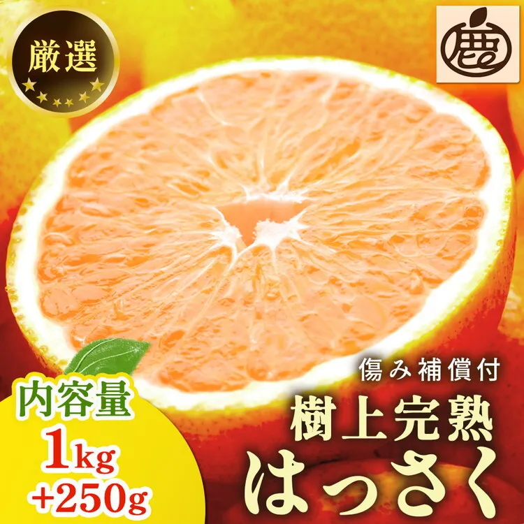 ＜4月より発送＞厳選 樹上完熟はっさく1kg+250g（傷み補償分）【有田の春みかん・五月八朔・さつきはっさく・木生りはっさく・きなりはっさく】【光センサー選別】