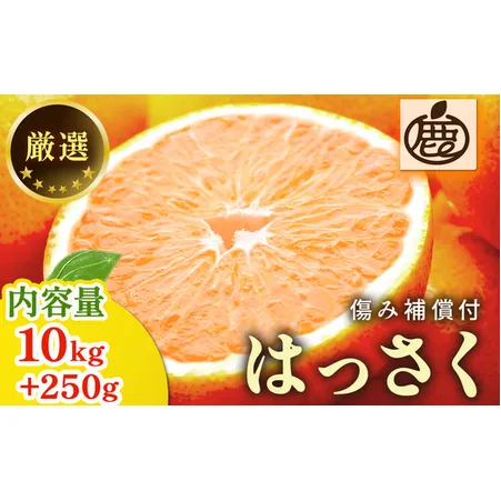 ＜1月より発送＞厳選 はっさく10kg+250g（傷み補償分） ｜ 八朔みかん ハッサク