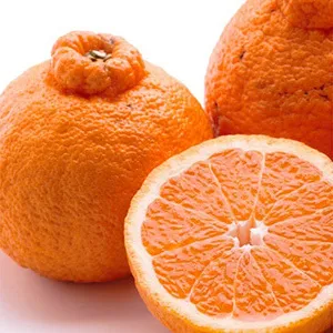 ＜2月より発送＞家庭用 不知火10kg+250g（傷み補償分）【デコポンと同品種・人気の春みかん】 わけあり 訳あり ワケアリ