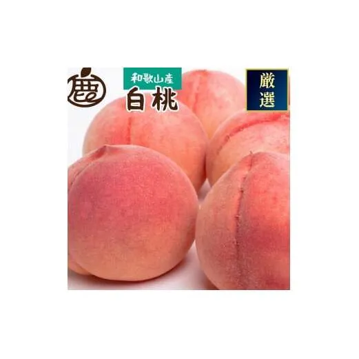 和歌山の厳選白桃 約1kg ｜ 白鳳・清水白桃・川中島・もも・はくとう【化粧箱入り】