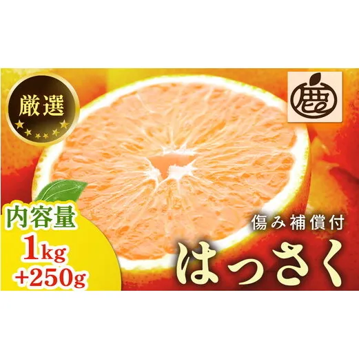 厳選 はっさく1kg+250g（傷み補償分）