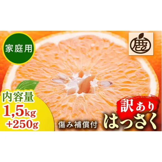 家庭用 はっさく1.5kg+250g（傷み補償分）