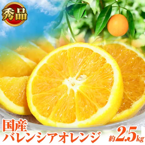 [秀品]希少な国産バレンシアオレンジ 約2.5kg 株式会社魚鶴商店[2026年6月下旬-7月上旬頃出荷]和歌山県 日高町