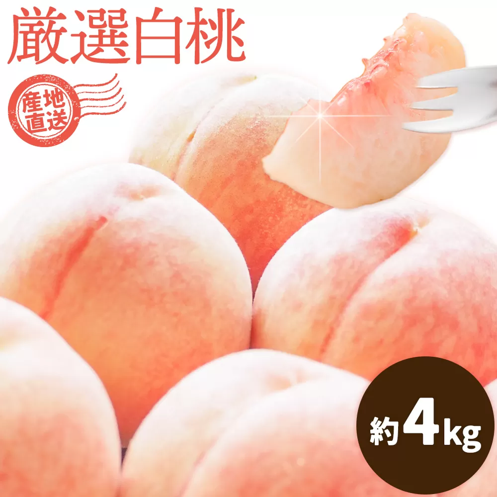 和歌山の厳選白桃【白鳳・清水白桃・川中島白桃 等】化粧箱入り 約4kg 池田鹿蔵農園《7月上旬-8月中旬頃出荷》和歌山県 日高町 厳選 白桃 和歌山県産 白鳳 清水白桃 川中島白桃 桃 もも 果物 フルーツ