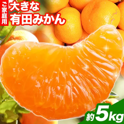 ＜先行予約＞家庭用　大きな有田みかん5kg+250g（傷み補償分）【わけあり・訳あり】【光センサー選果】 池田鹿蔵農園@日高町（池田農園株式会社）《11月中旬-1月下旬頃出荷》和歌山県 日高町