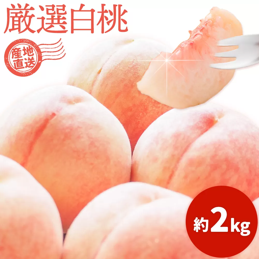 和歌山の厳選白桃【白鳳・清水白桃・川中島白桃 等】化粧箱入り 約2kg 池田鹿蔵農園《7月上旬-8月中旬頃出荷》和歌山県 日高町 厳選 白桃 和歌山県産 白鳳 清水白桃 川中島白桃 桃 もも 果物 フルーツ