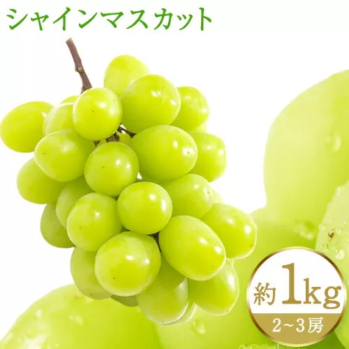 【先行予約】紀州和歌山産 シャインマスカット 約 1kg 魚鶴商店《8月下旬-9月上旬頃出荷(土日祝除く)》マスカット 和歌山県 日高町 贈り物 ギフト ぶどう シャインマスカット