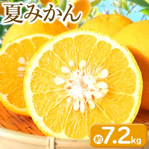 【先行予約】夏みかん 約7.2kg 株式会社魚鶴商店《2027年4月中旬-4月下旬頃出荷》 和歌山県 日高町 みかん 夏みかん 柑橘