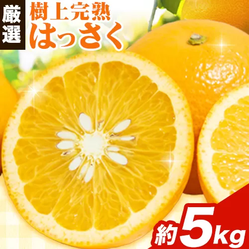 厳選 樹上完熟 はっさく 八朔 みかん 5kg+250g 傷み補償分 池田鹿蔵農園 @日高町《4月上旬-5月末頃出荷》和歌山県 日高町 送料無料 はっさくみかん ハッサク 厳選八朔みかん【配送不可地域あり】