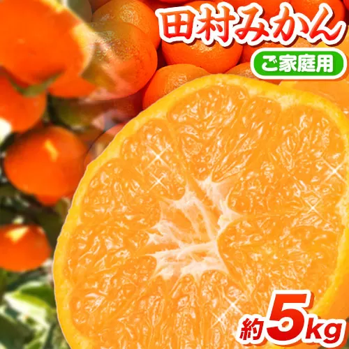 【先行予約】【ご家庭用 訳あり】田村みかん 5kg 株式会社魚鶴商店《2026年11月下旬-2027年1月下旬頃出荷》 和歌山県 日高町  柑橘 フルーツ