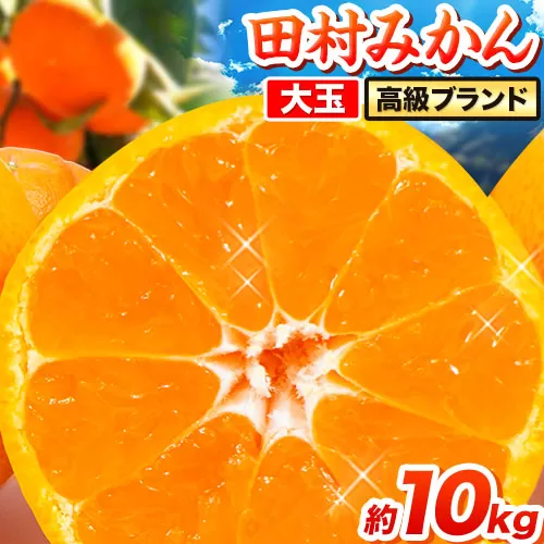 【先行予約】高級ブランド 大玉サイズ 田村みかん 10kg 株式会社魚鶴商店《2025年11月下旬-2026年2月上旬頃出荷》 和歌山県 日高町  柑橘 フルーツ 大玉