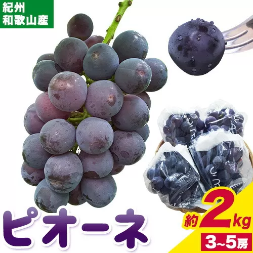 【先行予約】紀州和歌山産 ピオーネ 約2kg 3房-5房 魚鶴商店 《8月下旬-9月上旬頃出荷》 和歌山県 日高町 フルーツ ぶどう 巨峰 2kg 和歌山県産 送料無料