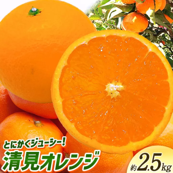 ＜先行予約＞とにかくジューシー 清見 オレンジ 2.5kg 株式会社魚鶴商店《2026年3月下旬-4月中旬頃出荷》和歌山県 日高町 柑橘 果物 フルーツ 清見オレンジ