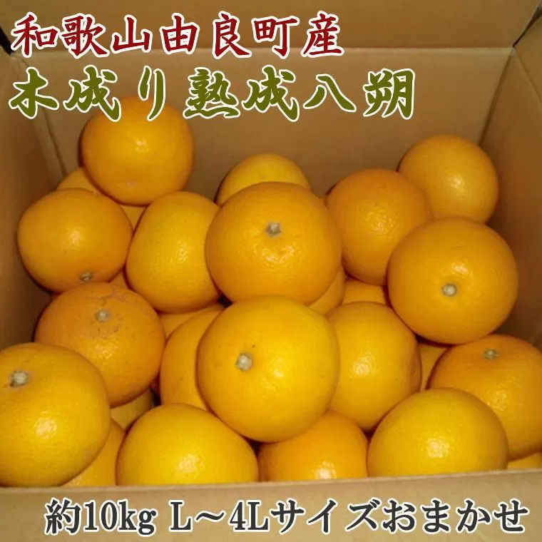 ［産直］和歌山由良町産の木成り熟成八朔約10kg（L〜4Lサイズをお届け）★2026年3月中旬頃より順次発送［TM137］