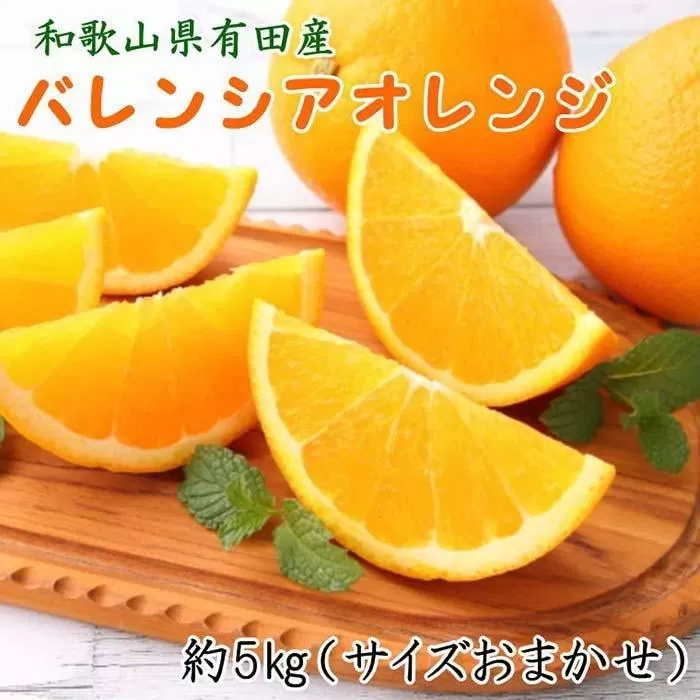 和歌山県有田産バレンシアオレンジ約5kg（サイズおまかせ）★2025年６月下旬より順次発送予定【TM52】