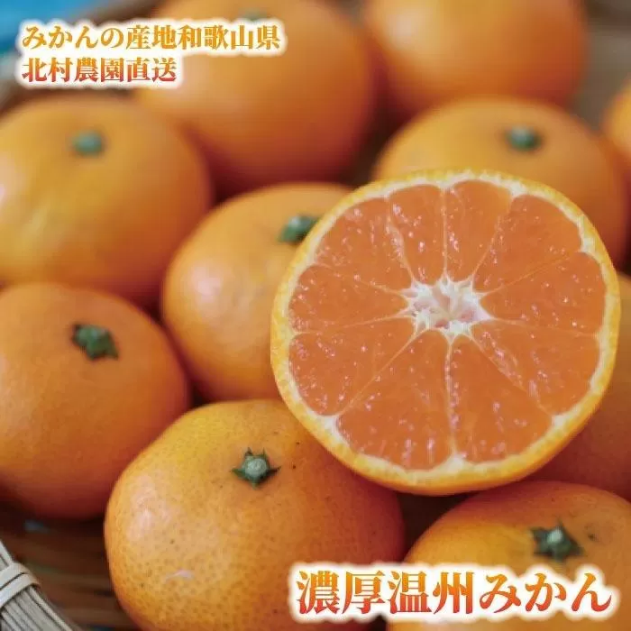 先行予約【2025年11月下旬より発送】濃厚温州みかん贈答用10kg（和歌山天田みかん）みかんの産地和歌山　北村農園直送