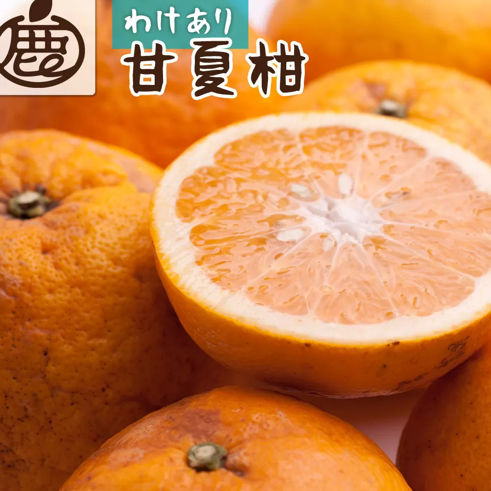 家庭用 甘夏柑 2.5kg+250g（傷み補償分）【初夏のみかん・旬の果物】【有田産】【光センサー食べ頃出荷】【わけあり・訳あり】 ［IKE280］