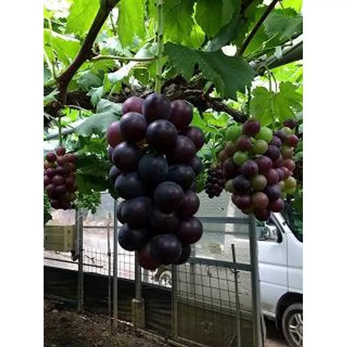 ◆先行予約◆和歌山県産 ピオーネ 2房入り〈秀品〉［2025年8月下旬以降出荷］［MG26］