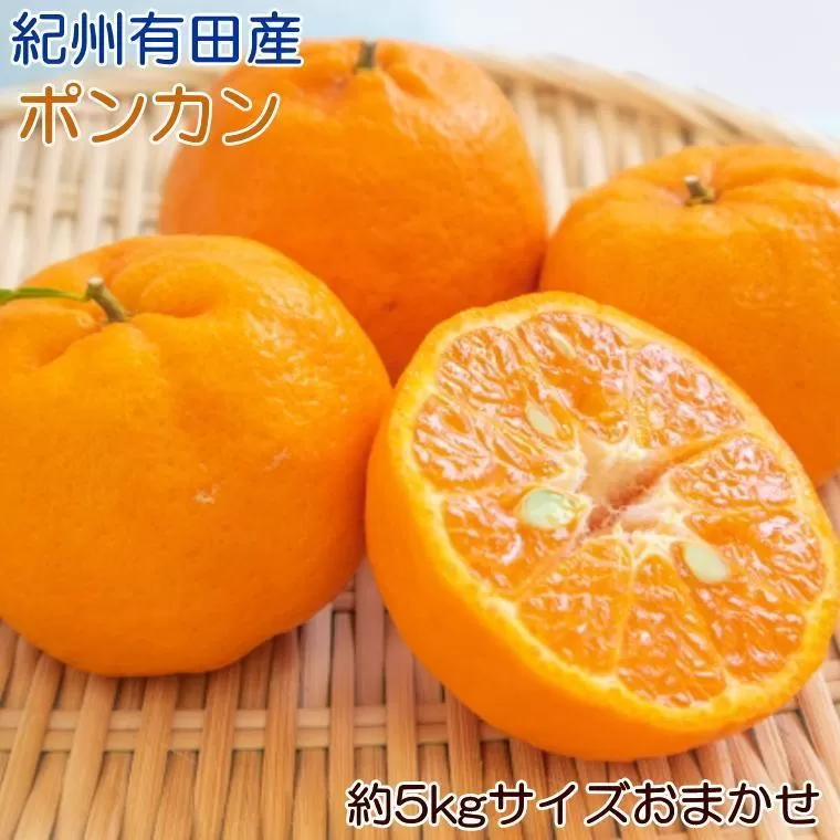 有田産ポンカン 約5kg サイズおまかせ【濃厚・春みかん】★2025年2月発送【TM48】