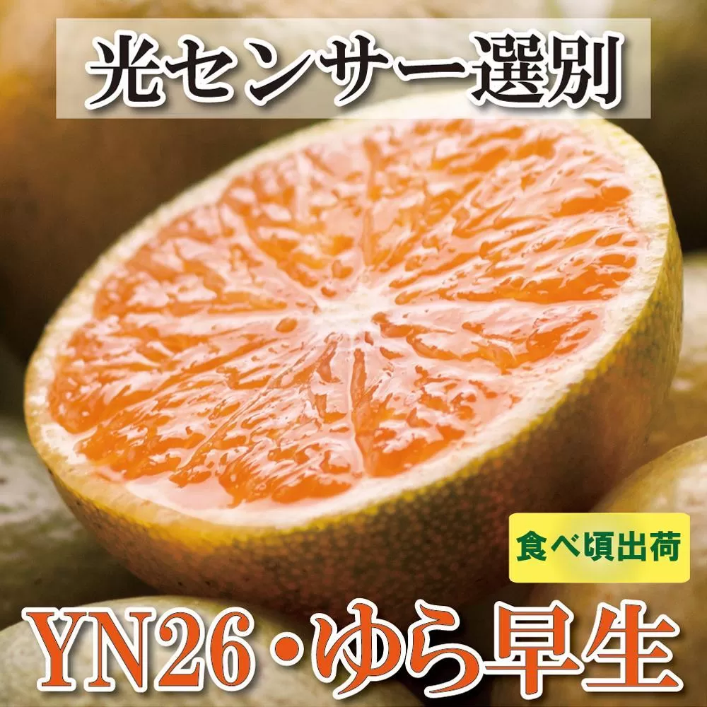 ＜9月より発送＞家庭用 極早生有田みかん4.5kg+135g（傷み補償分）訳あり YN26 ゆら早生