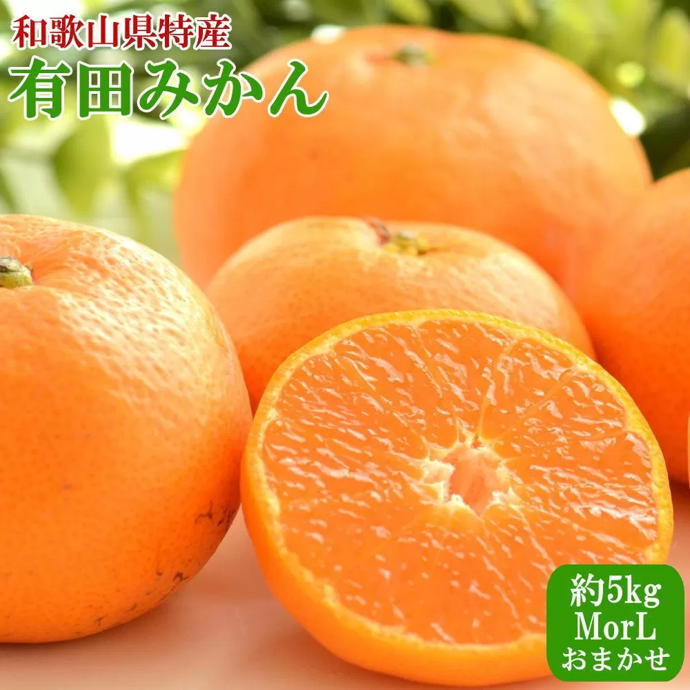 [秀品]和歌山有田みかん約5kg(MまたはLサイズ) ★2025年11月中旬頃より順次発送［TM98］