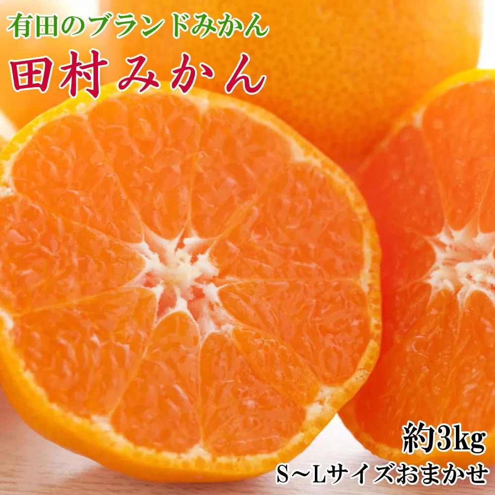 【ブランドみかん】田村みかん約3kg(S・M・Lサイズおまかせ・秀品)★2025年11月下旬頃より順次発送