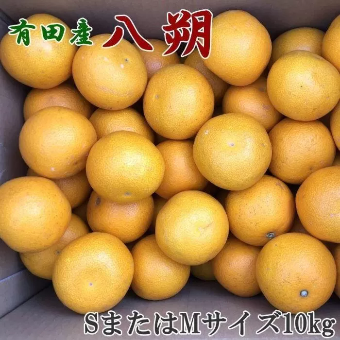 ［手選果］有田産の八朔10kg（SまたはMサイズいずれかお届け）★2026年1月下旬頃より順次発送［TM113］