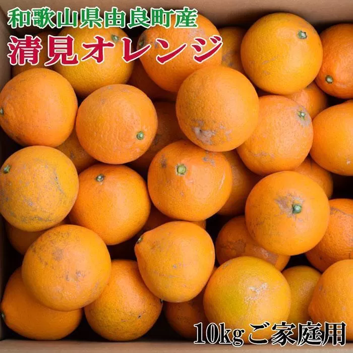 ［訳あり・ご家庭用］和歌山由良町産の濃厚清見オレンジ約10kg★2026年2月中旬頃より順次発送［TM132］