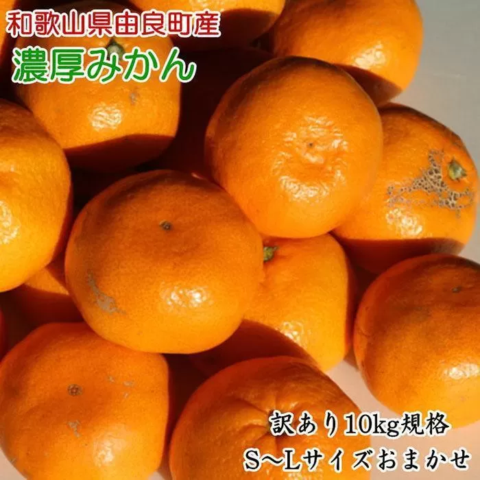 【訳あり・ご家庭用】和歌山由良町産のみかん約10kg（サイズおまかせ）★2025年11月下旬頃より順次発送［TM194］