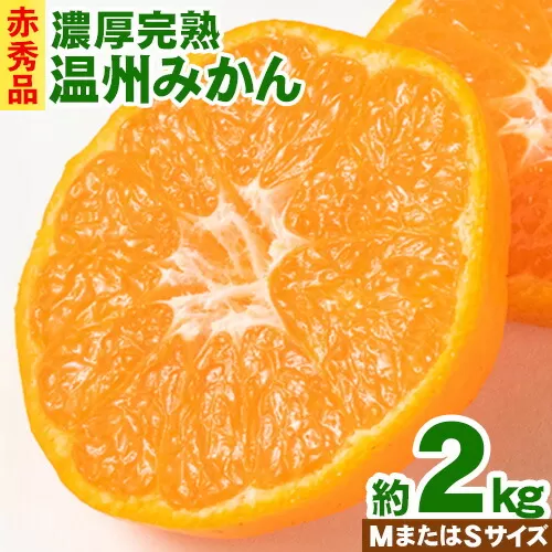 【先行予約】赤秀品 紀州有田産 濃厚完熟温州みかん 2kg (MサイズまたはSサイズ) 魚鶴商店《2026年11月下旬-2027年1月下旬頃出荷》和歌山県 日高川町 みかん ミカン 蜜柑 フルーツ 柑橘