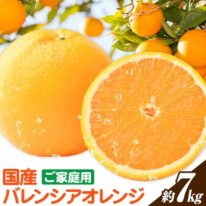 【ご家庭用訳あり】※先行予約※希少な国産バレンシアオレンジ 約7kg 株式会社魚鶴商店《2026年6月下旬-7月上旬出荷》和歌山県 日高川町