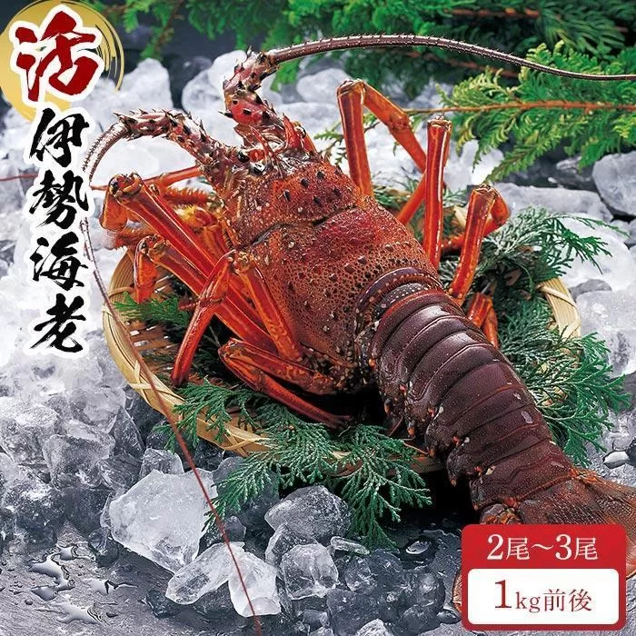 活 伊勢海老 2尾～3尾 セット 合計 約1kg 産地直送 番長おススメ