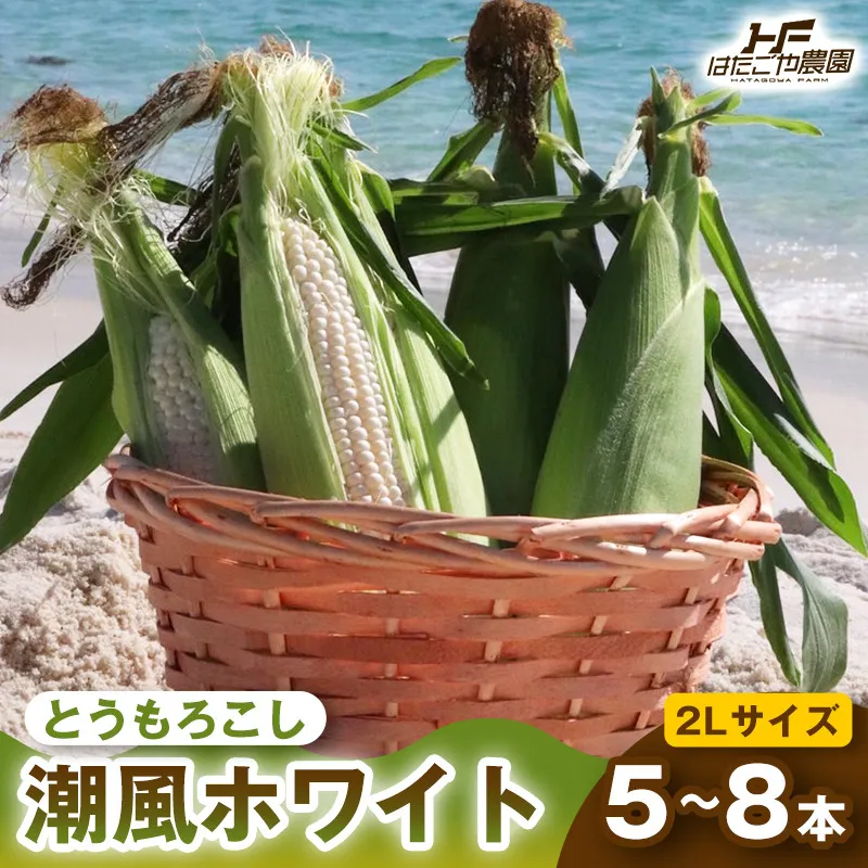 ［2027年発送 先行予約 夏の味覚］潮風ホワイト 2Lサイズ 5～8本 1セット とうもろこし トウモロコシ 白 コーン とうもろこし BBQ 焼き肉 白浜町