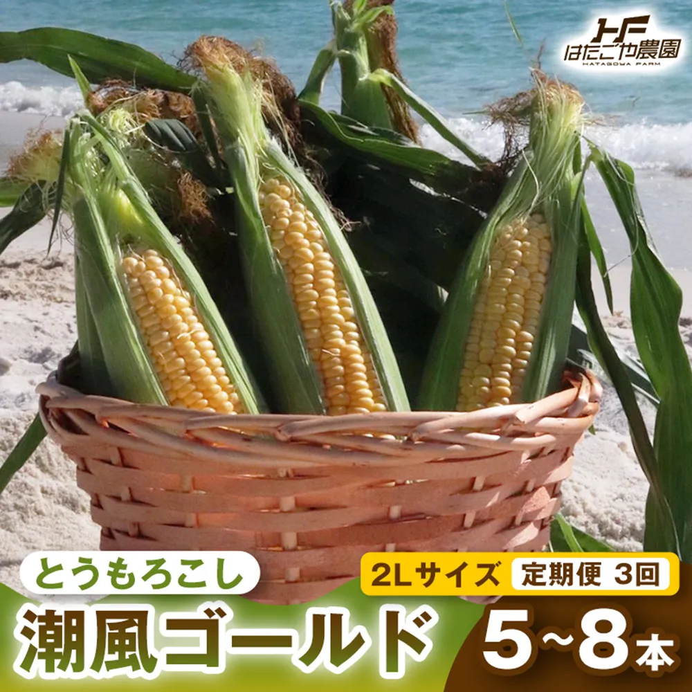 ［2027年発送 先行予約 夏の味覚］［定期便・全3回］潮風ゴールド 2Lサイズ 5～8本 1セット とうもろこし トウモロコシ ゴールドラッシュ 黄色 スイートコーン 茹でとうもろこし BBQ 焼き肉 白浜町