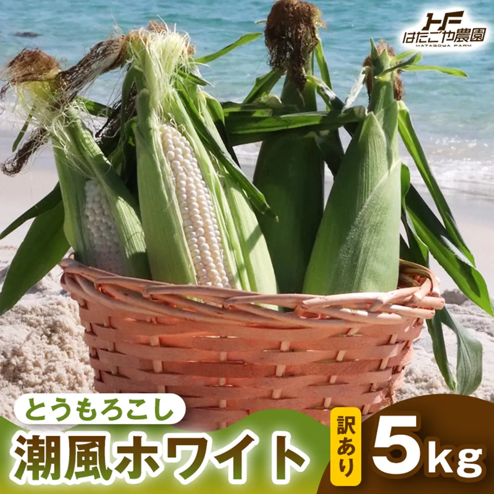 ［2027年発送 先行予約 夏の味覚］［おいしさそのまま］訳アリ 潮風ホワイト 5kg 1セット とうもろこし トウモロコシ 白 コーン とうもろこし BBQ 焼き肉 白浜町