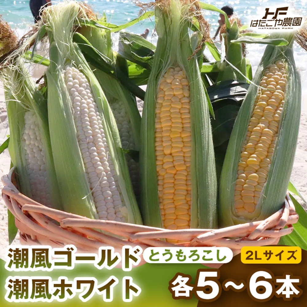 ［2027年発送 先行予約 夏の味覚］［旬の２種類を贅沢に］食べ比べセット 1セット とうもろこし トウモロコシ ゴールドラッシュ 黄色 潮風ゴールド 潮風ホワイト スイートコーン 茹でとうもろこし BBQ 焼き肉 白浜町