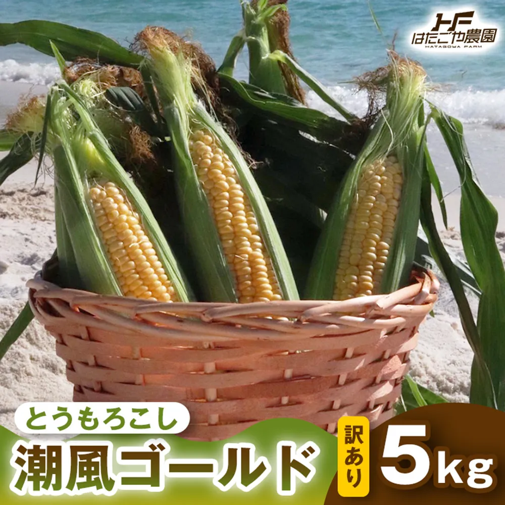 ［2027年発送 先行予約 夏の味覚］［おいしさそのまま］訳アリ 潮風ゴールド 5kg 1セット とうもろこし トウモロコシ ゴールドラッシュ 黄色 潮風ゴールド スイートコーン 茹でとうもろこし BBQ 焼き肉 白浜町