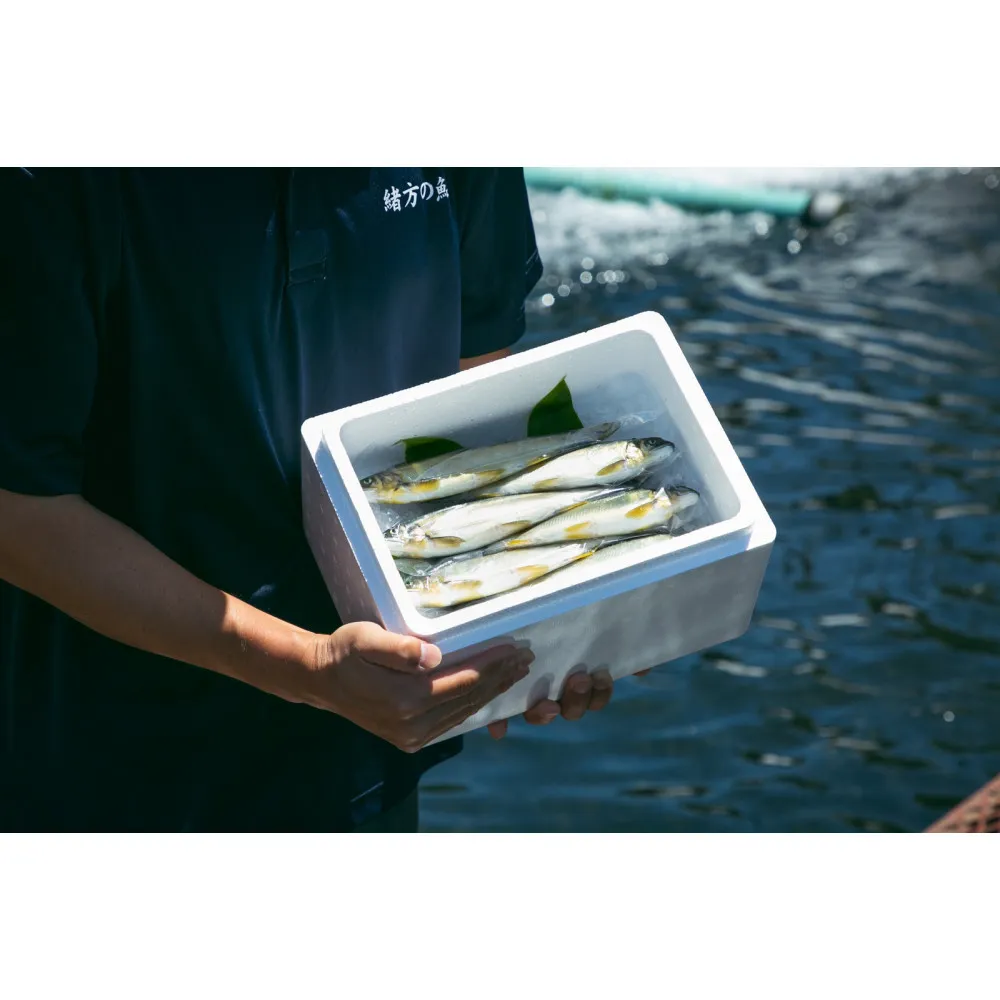 若あゆ（冷蔵配送）1kg（10尾～15尾）OGATA養殖技術研究所 南紀白浜