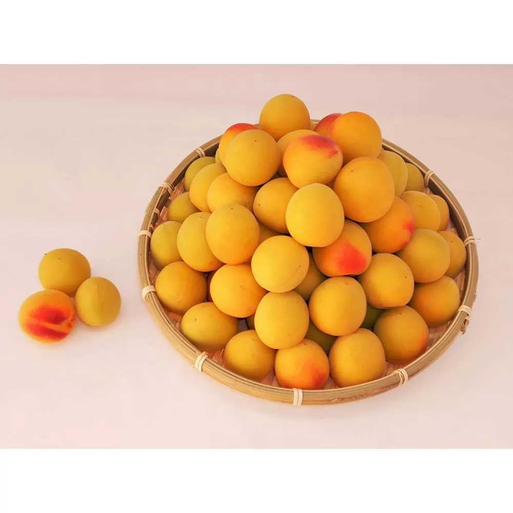 紀州南高梅10kg（3Lサイズ）［梅干づくり用］