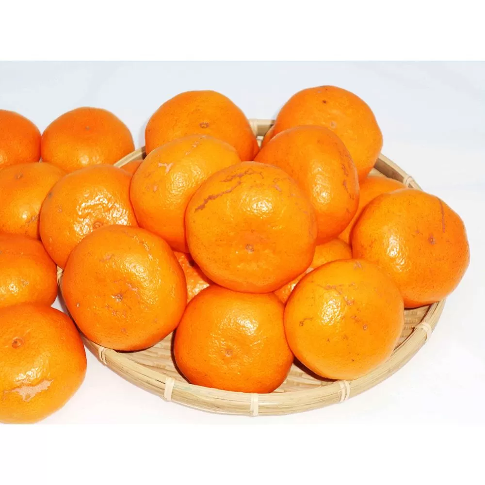 紀州完熟みかん 10kg（家庭用大玉・2L又は3L）