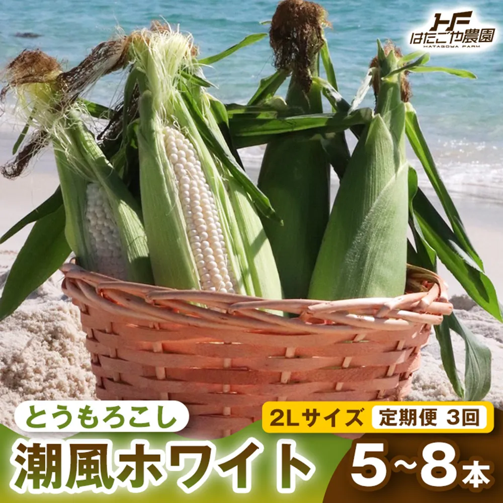 ［2027年発送 先行予約 夏の味覚］［定期便・全3回］潮風ホワイト 2Lサイズ 5～8本 1セット とうもろこし トウモロコシ 白 コーン とうもろこし BBQ 焼き肉 白浜町