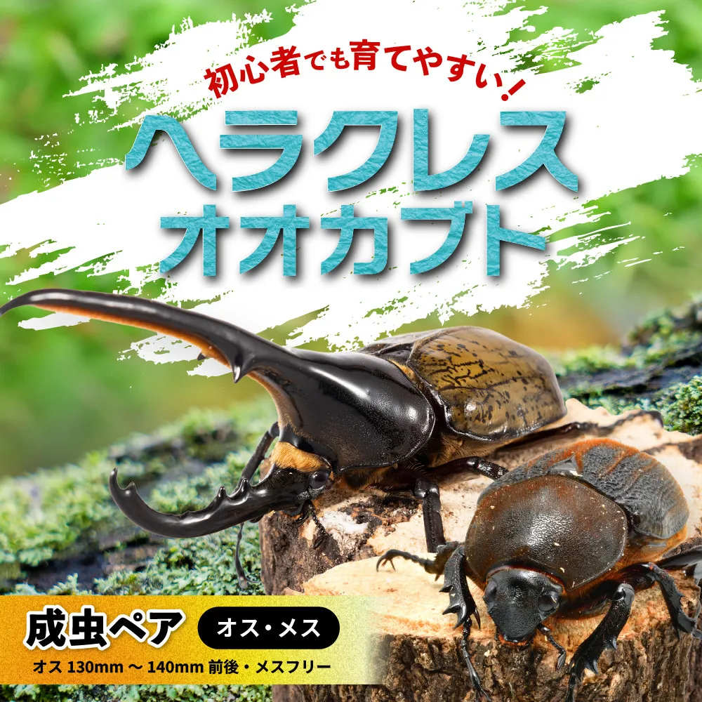 【先行予約】ヘラクレスオオカブトペア（オス130mm～140mm前後・メスフリー）※配送不可地域あり【2027年3月より順次発送】