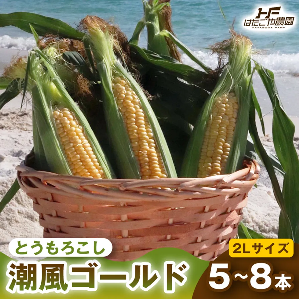 ［2027年発送 先行予約 夏の味覚］潮風ゴールド 2Lサイズ 5～8本 1セット とうもろこし トウモロコシ ゴールドラッシュ 黄色 スイートコーン 茹でとうもろこし 白浜町