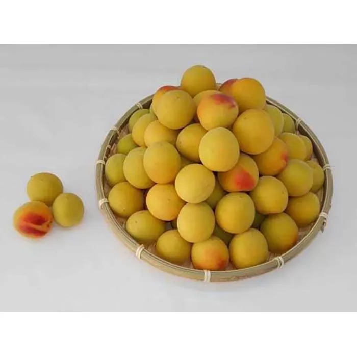 ［梅干づくり用］紀州南高梅5kg（2Lサイズ）
