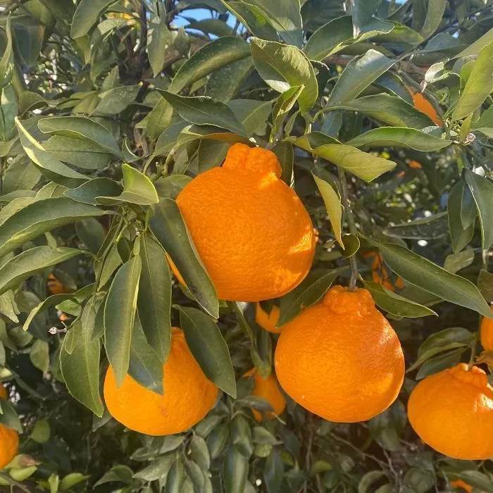 和歌山産 不知火 約3kg ［家庭用］［US64］