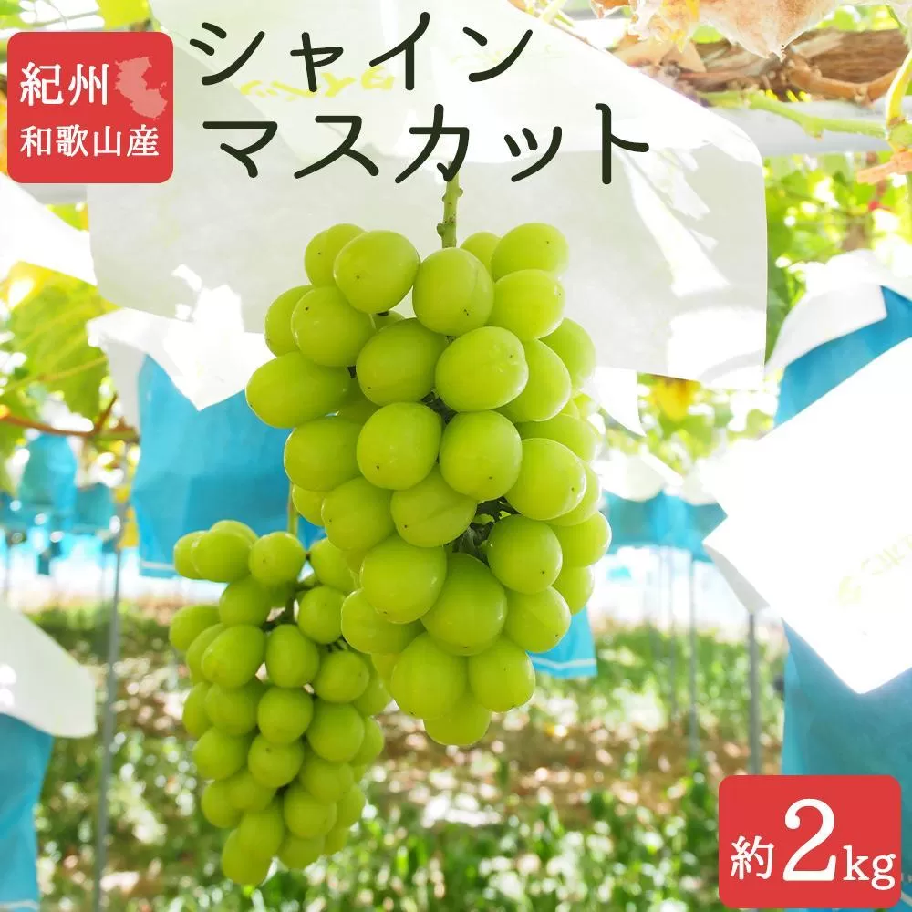 シャインマスカット 約2kg　紀州和歌山産【2025年8月下旬以降発送予定】【UT78】