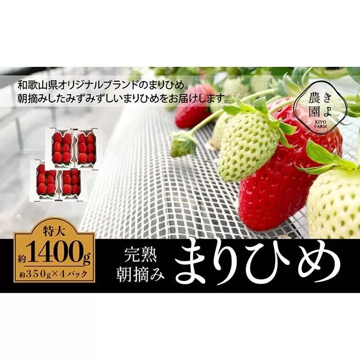 特大まりひめイチゴ 朝摘 6個〜11個入×4パック［2026年1月中旬頃より発送］［先行予約］［KT4］
