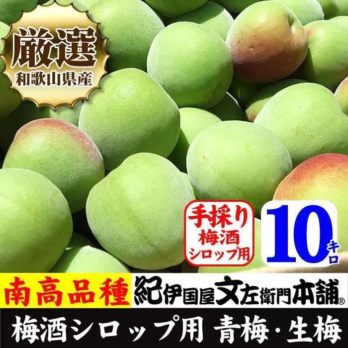 南高梅【緑】10kg ■特大サイズ  梅酒用 フレッシュ青梅（生梅）／紀伊国屋文左衛門本舗